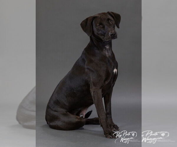 Medium Photo #5 Labrador Retriever-Unknown Mix Puppy For Sale in Claremore, OK, USA