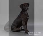 Small #4 Labrador Retriever Mix