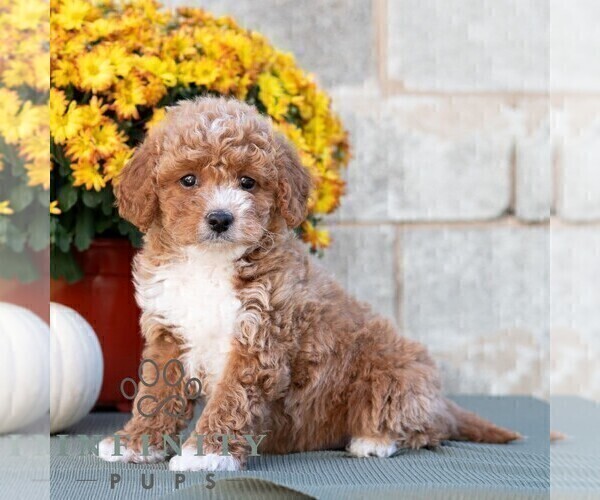Medium Photo #3 Poodle (Miniature) Puppy For Sale in DORNSIFE, PA, USA