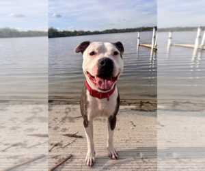 Mutt Dogs for adoption in Techny, IL, USA