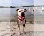 Small #1 Mutt