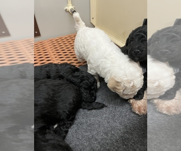 Medium Photo #3 Poodle (Miniature) Puppy For Sale in TIPPECANOE, IN, USA