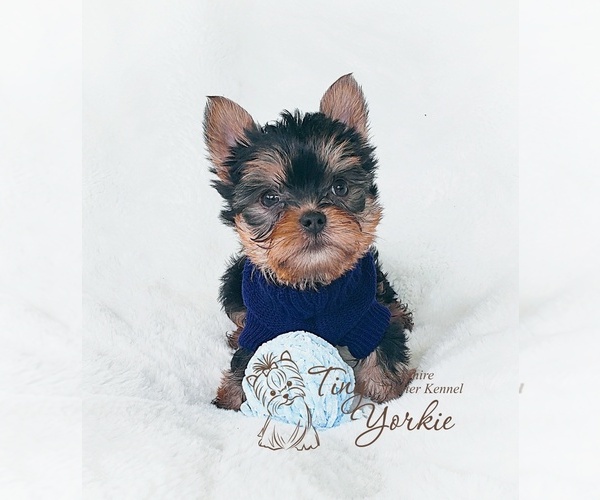 Medium Photo #2 Yorkshire Terrier Puppy For Sale in VANCOUVER, WA, USA