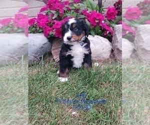 Bernedoodle (Miniature) Puppy for Sale in TOPEKA, Indiana USA