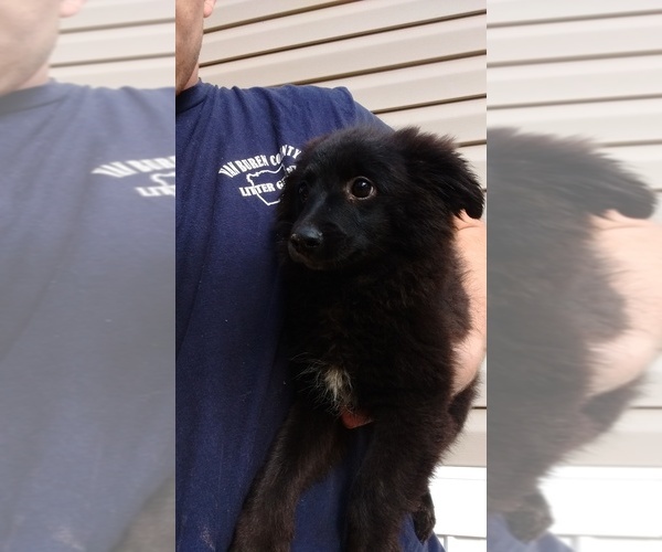 Medium Photo #1 Labrador Retriever-Pomeranian Mix Puppy For Sale in SPENCER, TN, USA