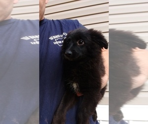 Labrador Retriever-Pomeranian Mix Puppy for sale in SPENCER, TN, USA