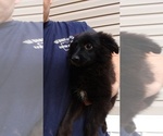 Small Photo #1 Labrador Retriever-Pomeranian Mix Puppy For Sale in SPENCER, TN, USA