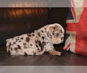 English Bulldog Puppy for sale in CHICAGO, IL, USA