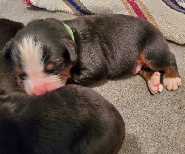 Medium Photo #11 Bernese Mountain Dog Puppy For Sale in LEETONIA, OH, USA