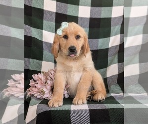 Golden Retriever Puppy for sale in CHRISTIANA, PA, USA