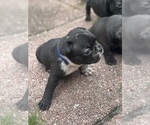 Puppy Puppy 7 Faux Frenchbo Bulldog
