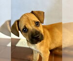 Small #1 Labrador Retriever Mix