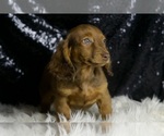 Small #5 Dachshund