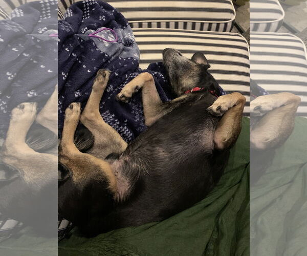 Medium Photo #45 Mutt Puppy For Sale in Philadelphia, PA, USA