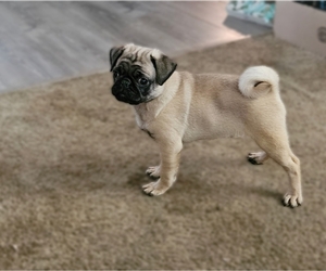 Pug Puppy for Sale in BRIDGETOWN, Ohio USA