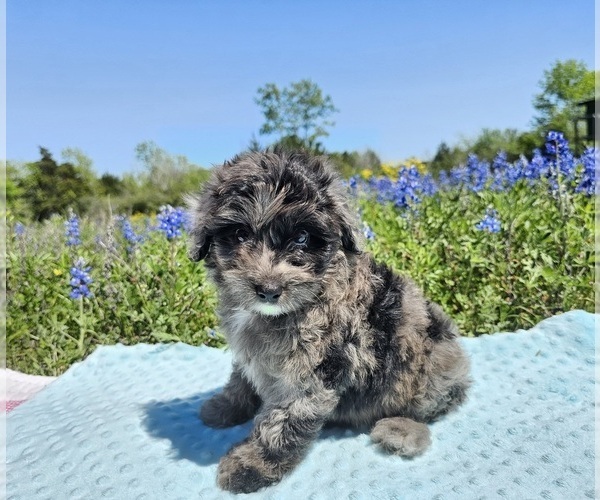 Medium Photo #7 Aussiedoodle Miniature  Puppy For Sale in COLLEGE STA, TX, USA