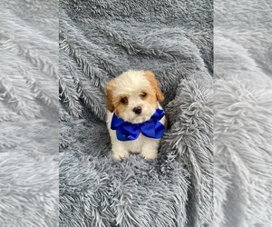 Cavapoo Puppy for sale in JEFFERSONVILLE, IN, USA