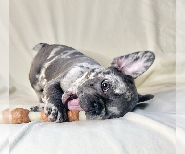 Medium Photo #1 French Bulldog Puppy For Sale in STATEN ISLAND, NY, USA