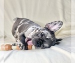 Small Photo #1 French Bulldog Puppy For Sale in STATEN ISLAND, NY, USA