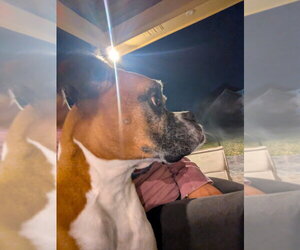Luna XIV - Female Boxer Dog for Adoption - Photo #3