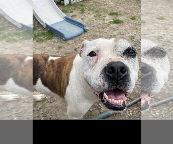 Medium Photo #5 Bull Terrier Puppy For Sale in Tracy City, TN, USA