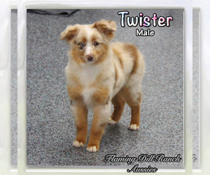 Miniature Australian Shepherd Puppy for sale in FORESTBURG, TX, USA