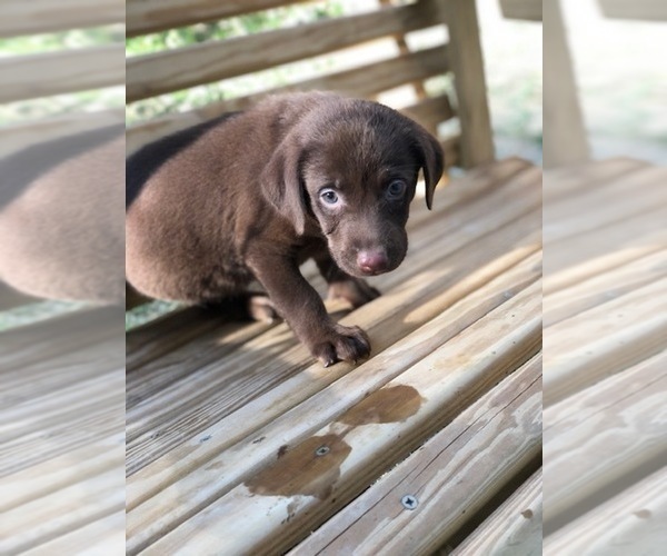 Medium Photo #17 Labrador Retriever Puppy For Sale in SPENCER, TN, USA