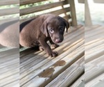 Small Photo #17 Labrador Retriever Puppy For Sale in SPENCER, TN, USA