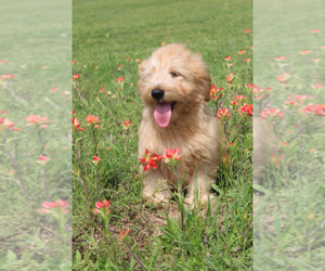 Goldendoodle Puppy for sale in ITASCA, TX, USA