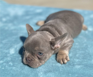 French Bulldog Puppy for sale in ORLANDO, FL, USA