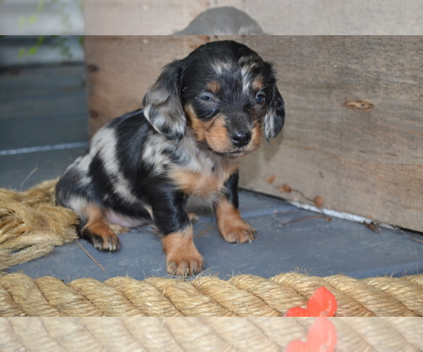 Medium Photo #5 Dachshund Puppy For Sale in GREENWOOD, WI, USA