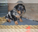 Small #3 Dachshund