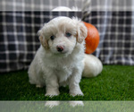 Small Aussiedoodle Miniature 