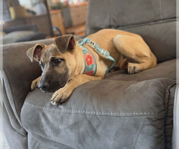 Medium Photo #5 Mutt Puppy For Sale in St. Louis Park, MN, USA