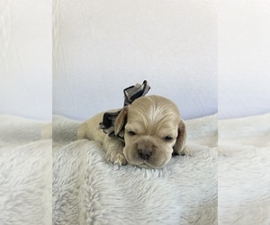 Cocker Spaniel Puppy for sale in SHINGLE SPRINGS, CA, USA