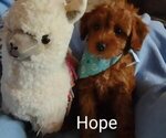 Small Photo #10 Cavachon-Poodle (Miniature) Mix Puppy For Sale in TUCSON, AZ, USA