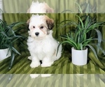 Small Photo #4 Havanese Puppy For Sale in NAPLES, FL, USA
