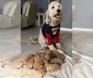 Mother of the Goldendoodle puppies born on 01/01/2022