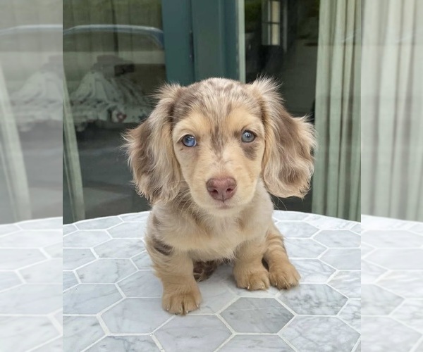 Medium Photo #1 Dachshund Puppy For Sale in BULLARD, TX, USA
