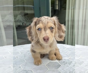Medium Dachshund