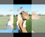 Small Photo #5 American Pit Bull Terrier Puppy For Sale in ABERDEEN, SD, USA