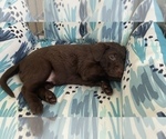 Small Photo #10 Labrador Retriever Puppy For Sale in SARASOTA, FL, USA