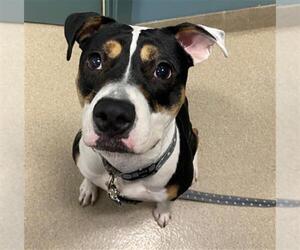 American Pit Bull Terrier-Unknown Mix Dogs for adoption in Newton, NC, USA
