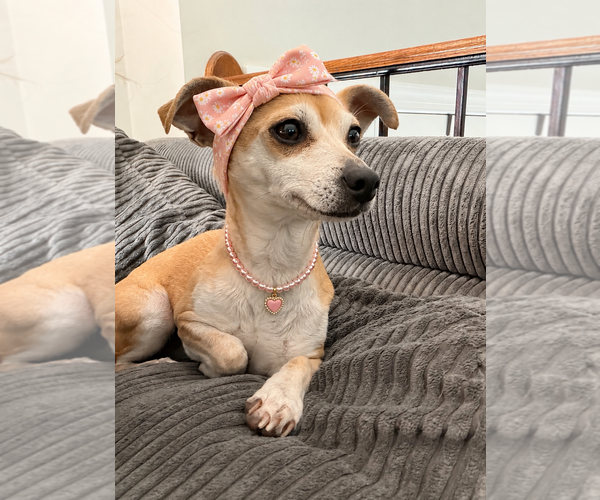 Medium Photo #3 Chihuahua Puppy For Sale in Wheaton, IL, USA