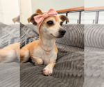 Small #2 Chihuahua