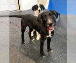 Small #1 Airedale Terrier-German Wirehaired Pointer Mix