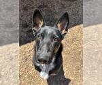 Small German Shepherd Dog Mix