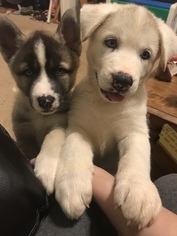 Akita-Siberian Husky Mix Puppy for sale in FISHKILL, NY, USA