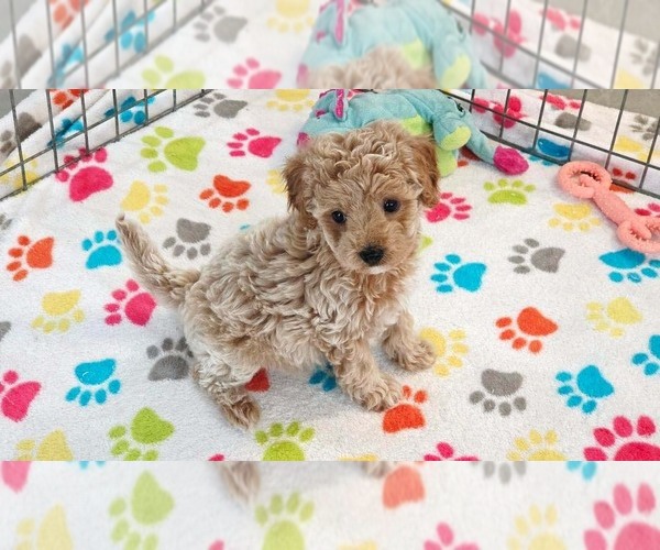 Medium Photo #10 Cavapoo (Miniature)-Poodle (Toy) Mix Puppy For Sale in ORO VALLEY, AZ, USA