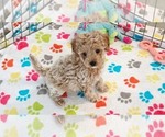 Small #9 Cavapoo (Miniature)-Poodle (Toy) Mix
